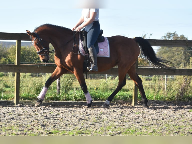 KWPN Gelding 13 years 16 hh Bay in Achtmaal