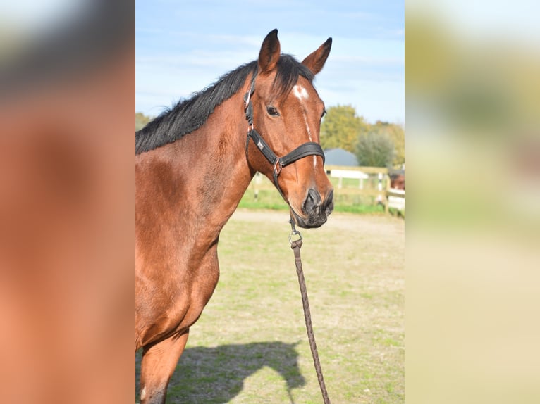 KWPN Gelding 13 years 16 hh Bay in Achtmaal