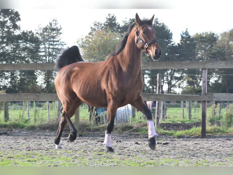 KWPN Gelding 13 years 16 hh Bay in Achtmaal