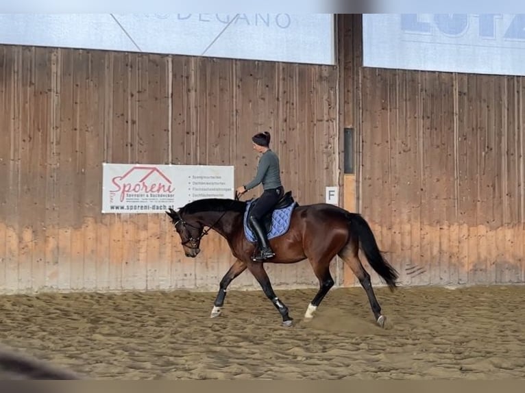 KWPN Gelding 13 years 16 hh Brown in Wolfurt