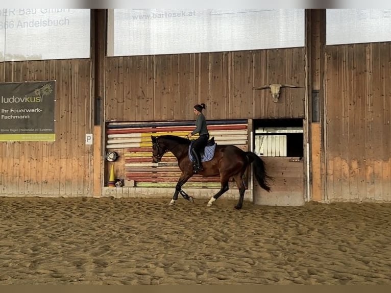 KWPN Gelding 13 years 16 hh Brown in Wolfurt