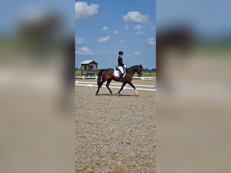 KWPN Gelding 13 years 16 hh Brown in Wijdewormer