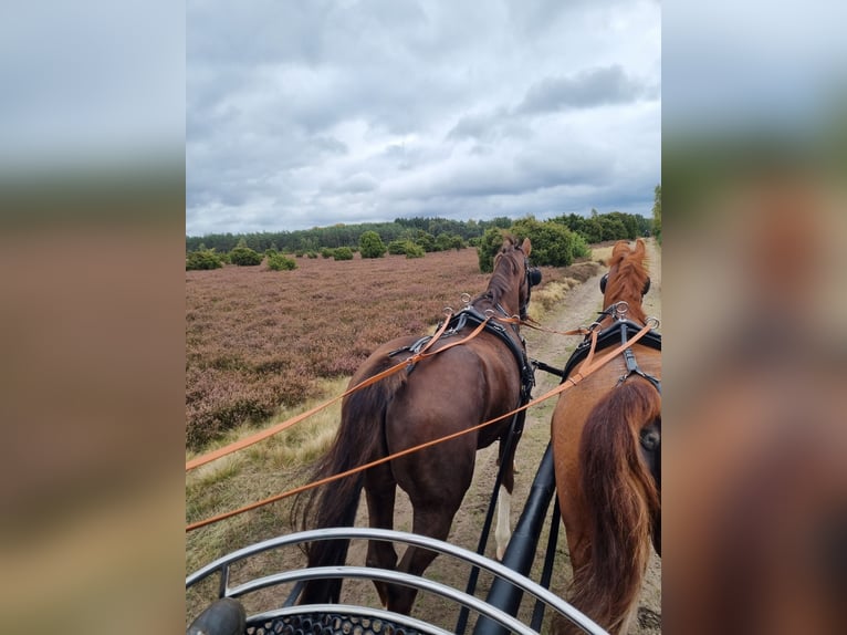 KWPN Gelding 13 years 16 hh Chestnut-Red in K&#xFC;rten