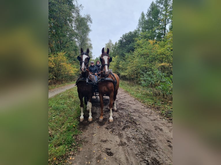 KWPN Gelding 13 years 16 hh Chestnut-Red in K&#xFC;rten
