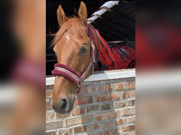 KWPN Gelding 13 years 16 hh Chestnut-Red in Essen