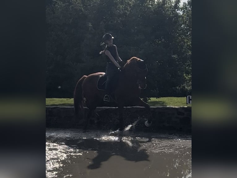 KWPN Gelding 13 years 16 hh Chestnut-Red in Essen