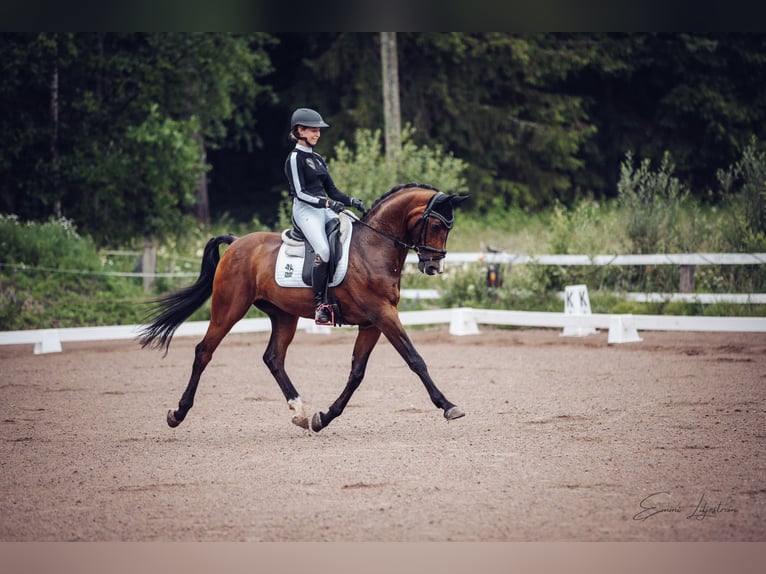 KWPN Gelding 13 years 16 hh in Helsinki