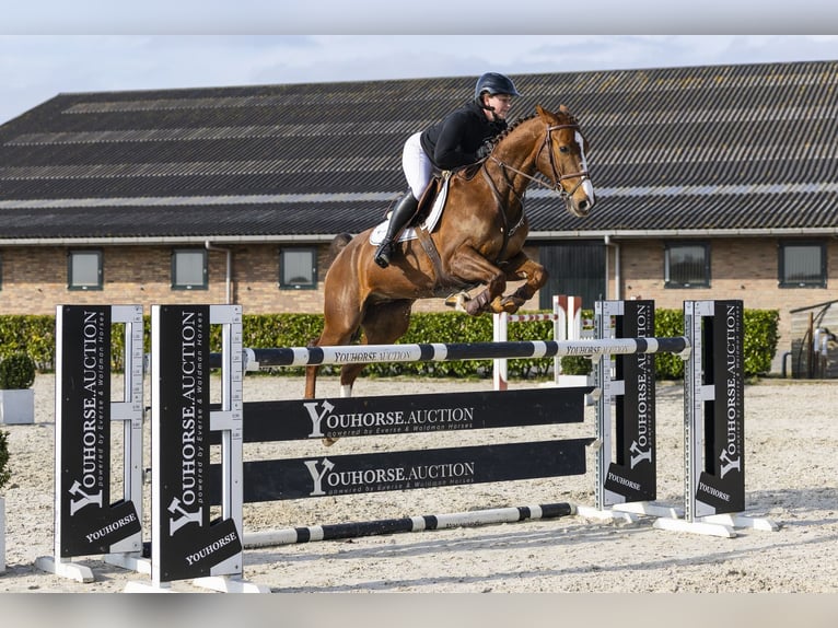 KWPN Gelding 13 years 16 hh  in Waddinxveen