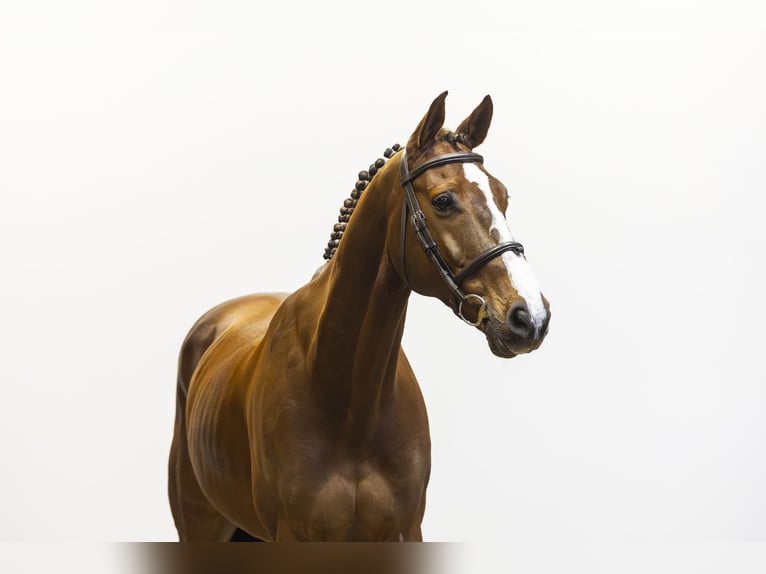 KWPN Gelding 13 years 16 hh  in Waddinxveen