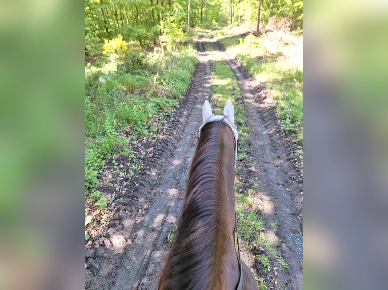 KWPN Gelding 13 years 16,1 hh Bay-Dark in Boppard