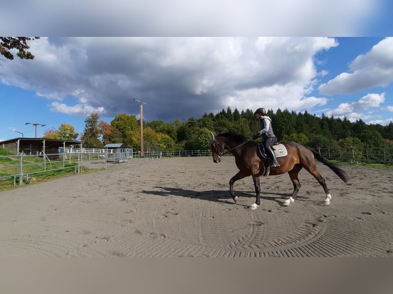 KWPN Gelding 13 years 16,1 hh Bay-Dark in Boppard
