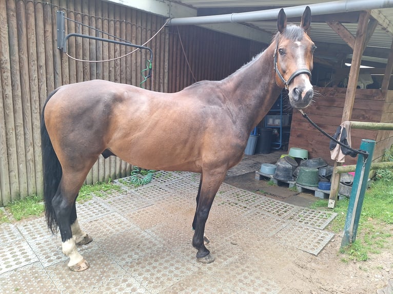 KWPN Gelding 13 years 16,1 hh Bay-Dark in Boppard