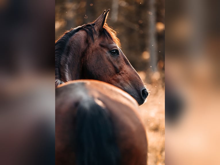 KWPN Gelding 13 years 16,1 hh Bay-Dark in Boppard