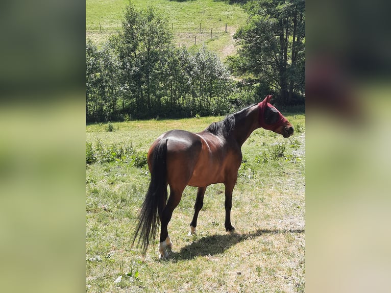KWPN Gelding 13 years 16,1 hh Bay-Dark in Boppard