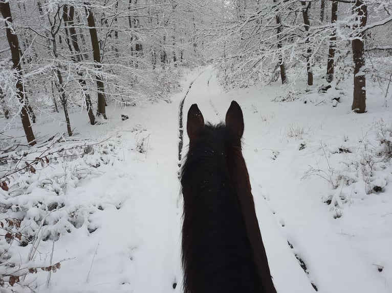 KWPN Gelding 13 years 16,1 hh Bay-Dark in Boppard