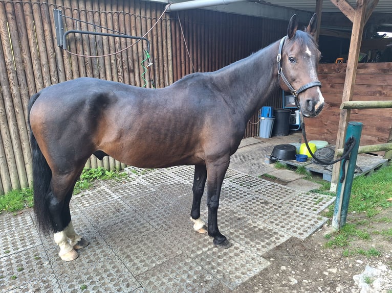KWPN Gelding 13 years 16,1 hh Bay-Dark in Boppard