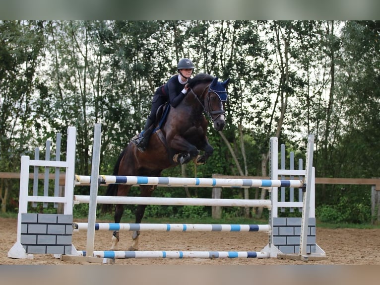 KWPN Gelding 13 years 16,1 hh Bay-Dark in Perl