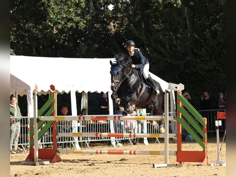 KWPN Gelding 13 years 16,1 hh Bay-Dark in Perl