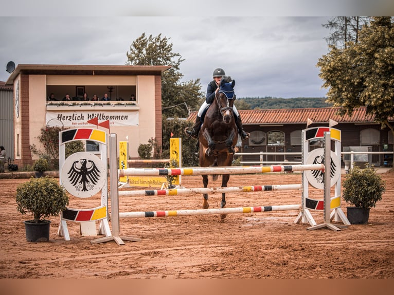 KWPN Gelding 13 years 16,1 hh Bay-Dark in Perl