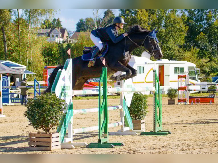 KWPN Gelding 13 years 16,1 hh Bay-Dark in Perl