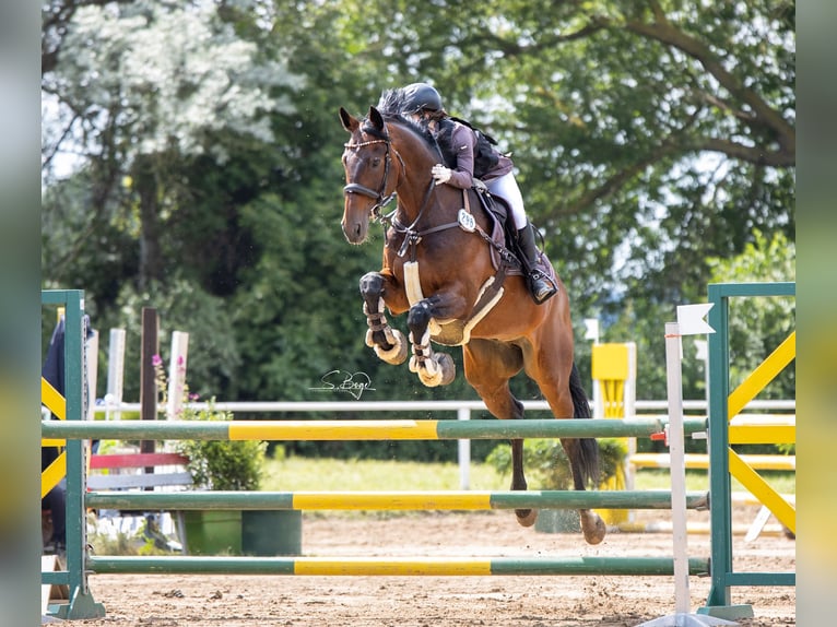 KWPN Gelding 13 years 16,1 hh Bay-Dark in Zingst