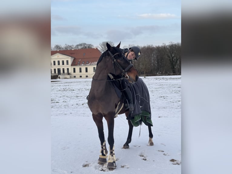 KWPN Gelding 13 years 16,1 hh Bay-Dark in Zingst