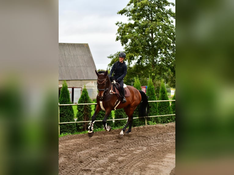 KWPN Gelding 13 years 16,1 hh Bay-Dark in Zingst
