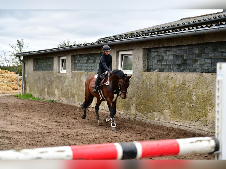 KWPN Gelding 13 years 16,1 hh Bay-Dark in Zingst