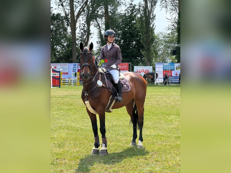 KWPN Gelding 13 years 16,1 hh Bay-Dark in Zingst