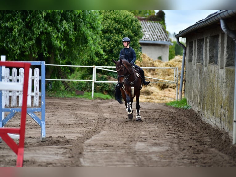 KWPN Gelding 13 years 16,1 hh Bay-Dark in Zingst