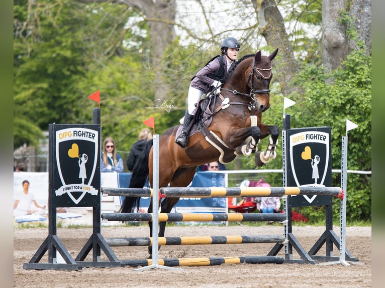 KWPN Gelding 13 years 16,1 hh Bay-Dark in Zingst