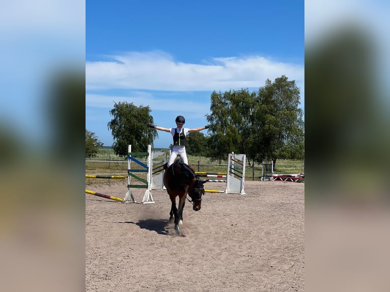 KWPN Gelding 13 years 16,1 hh Bay-Dark in Zingst
