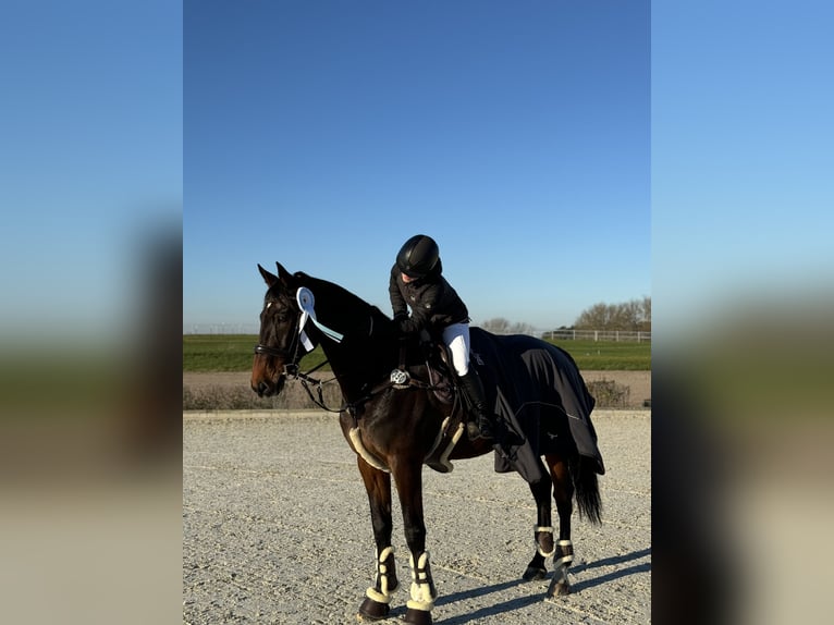 KWPN Gelding 13 years 16,1 hh Bay-Dark in Zingst