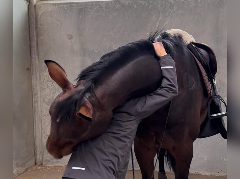 KWPN Gelding 13 years 16,1 hh Bay-Dark in Zingst