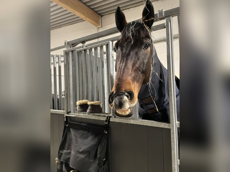 KWPN Gelding 13 years 16,1 hh Bay-Dark in Zingst