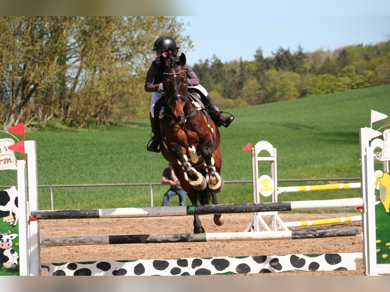 KWPN Gelding 13 years 16,1 hh Bay-Dark in Zingst