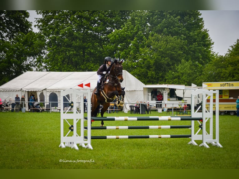 KWPN Gelding 13 years 16,1 hh Bay-Dark in Zingst