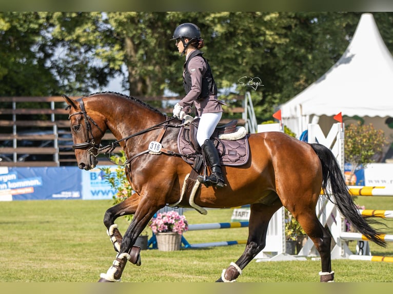 KWPN Gelding 13 years 16,1 hh Bay-Dark in Zingst