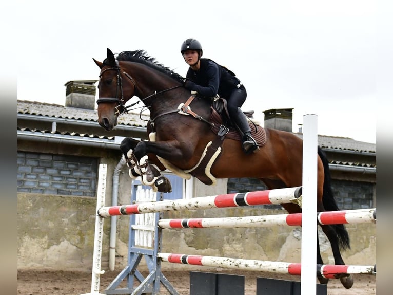 KWPN Gelding 13 years 16,1 hh Bay-Dark in Zingst