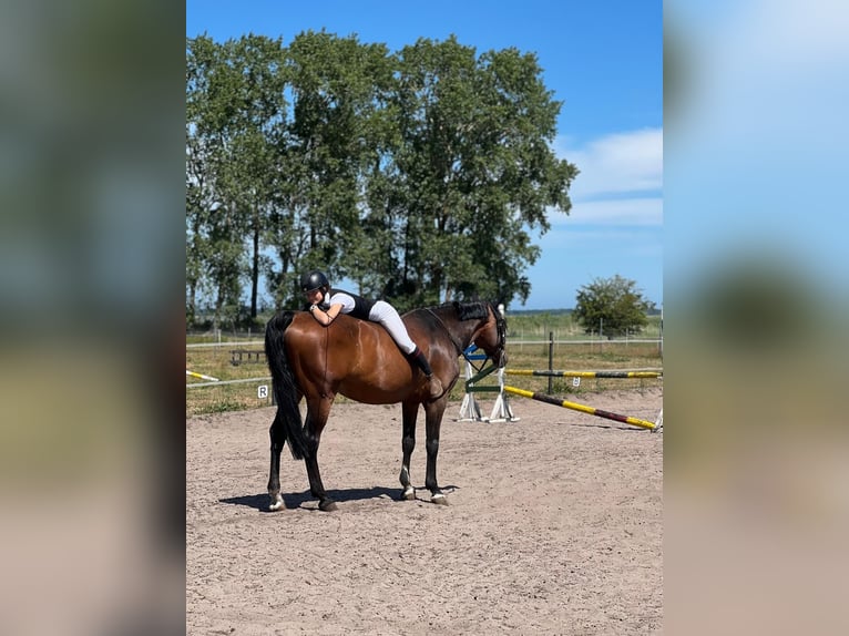 KWPN Gelding 13 years 16,1 hh Bay-Dark in Zingst