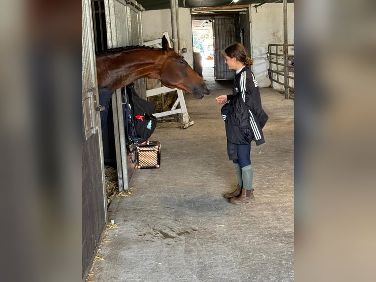 KWPN Gelding 13 years 16,1 hh Bay-Dark in Zingst