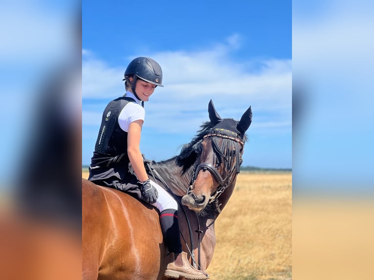 KWPN Gelding 13 years 16,1 hh Bay-Dark in Zingst