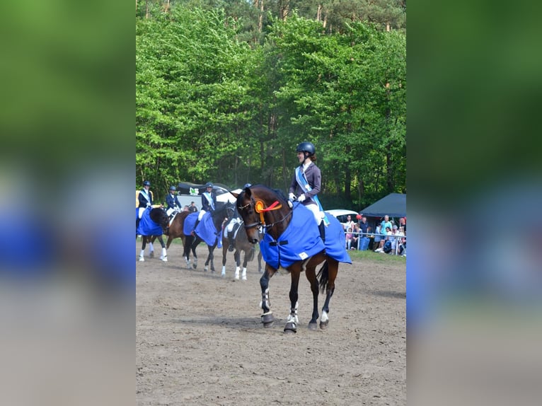 KWPN Gelding 13 years 16,1 hh Bay-Dark in Zingst