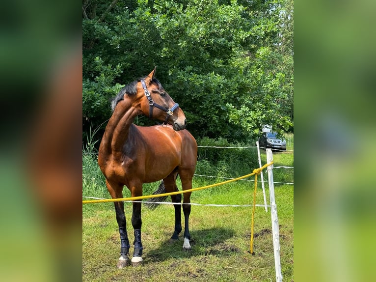 KWPN Gelding 13 years 16,1 hh Bay-Dark in Zingst