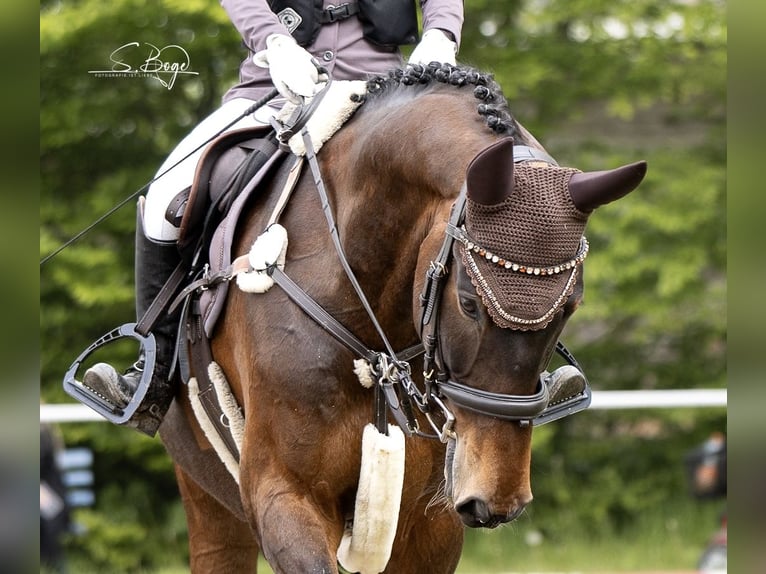 KWPN Gelding 13 years 16,1 hh Bay-Dark in Zingst