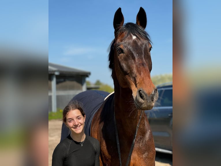 KWPN Gelding 13 years 16,1 hh Bay-Dark in Zingst