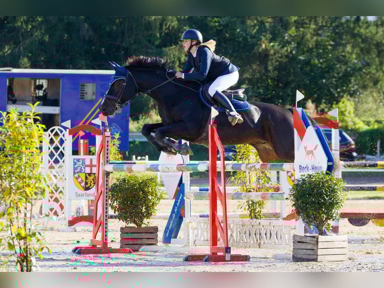 KWPN Gelding 13 years 16,2 hh Bay-Dark in Perl