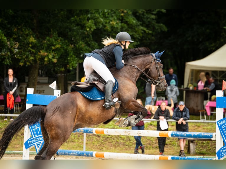 KWPN Gelding 13 years 16,2 hh Bay-Dark in Perl