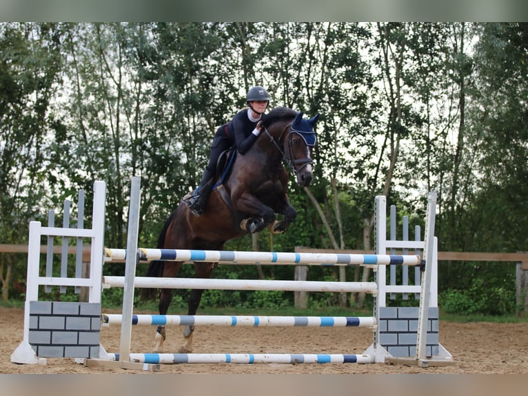 KWPN Gelding 13 years 16,2 hh Bay-Dark in Perl