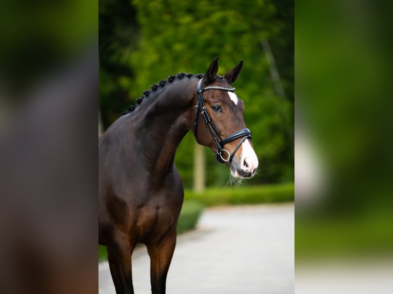 KWPN Gelding 13 years 16,2 hh Bay in Mol